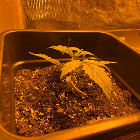 Cheese XXL SX growlog timeline photo