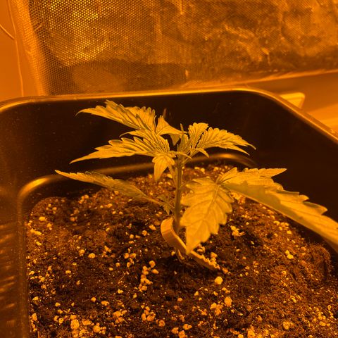 Cheese XXL SX growlog timeline photo
