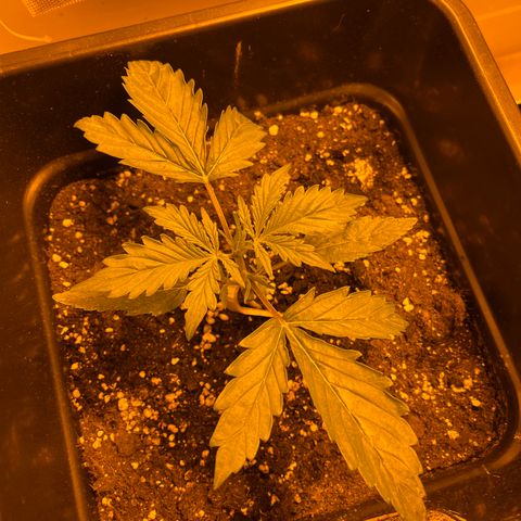 Cheese XXL SX growlog timeline photo