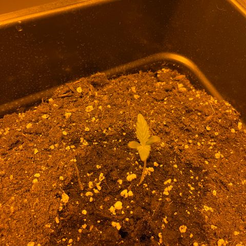 Cheese xxl dx growlog timeline photo