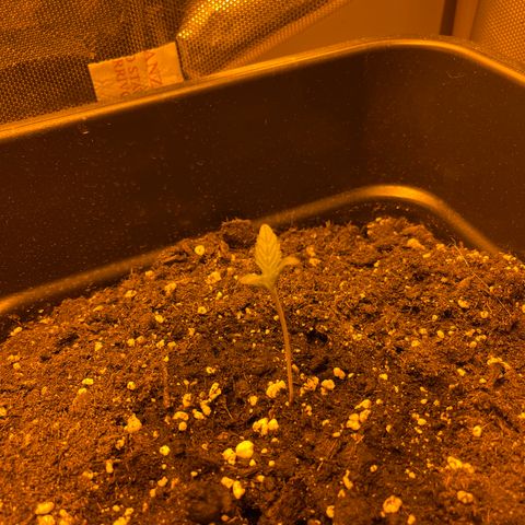 Cheese xxl dx growlog timeline photo