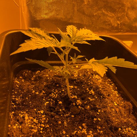 Cheese XXL SX growlog timeline photo