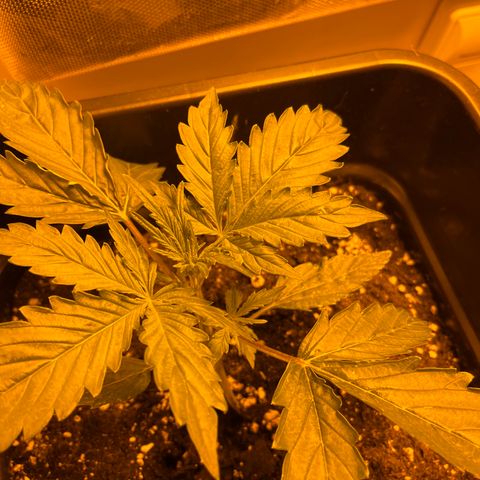 Cheese XXL SX growlog timeline photo