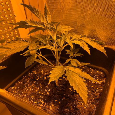 Cheese XXL SX growlog timeline photo