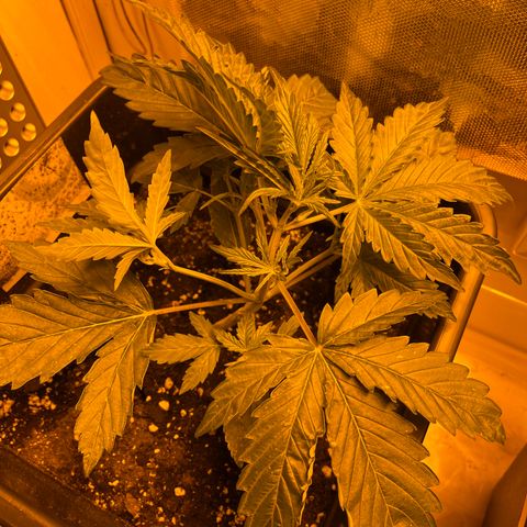 Cheese XXL SX growlog timeline photo