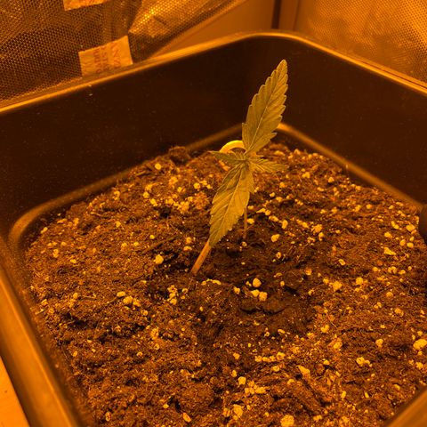 Cheese xxl dx growlog timeline photo