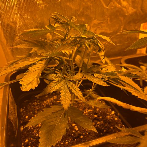 Cheese XXL SX growlog timeline photo
