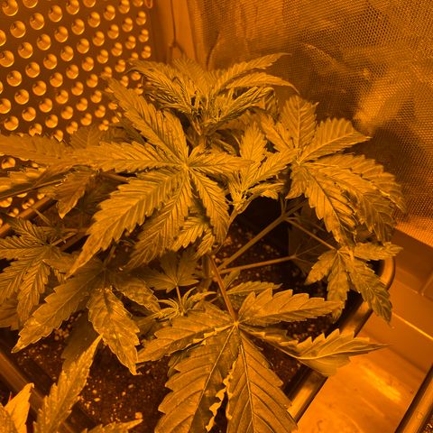 Cheese XXL SX growlog timeline photo