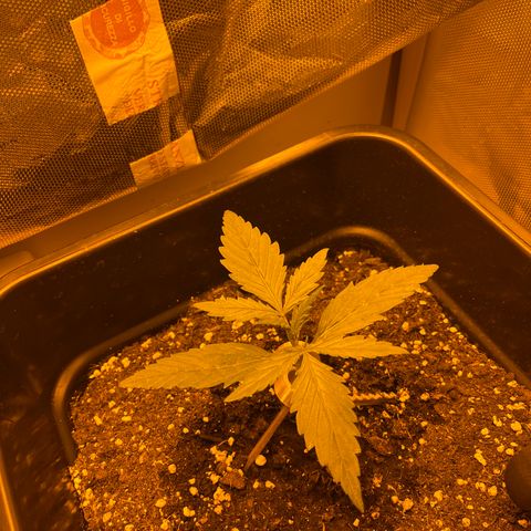 Cheese xxl dx growlog timeline photo