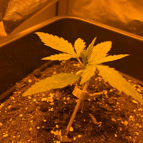 Cheese xxl dx growlog timeline photo