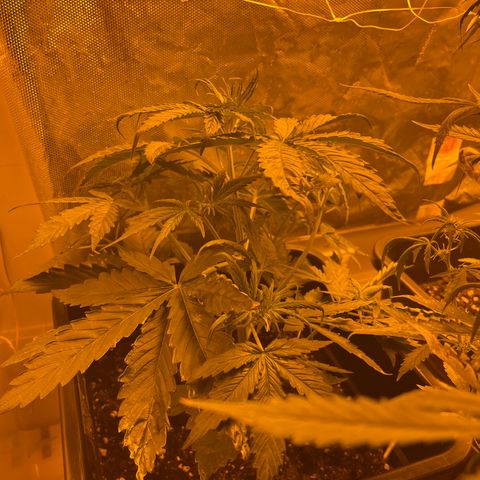 Cheese XXL SX growlog timeline photo