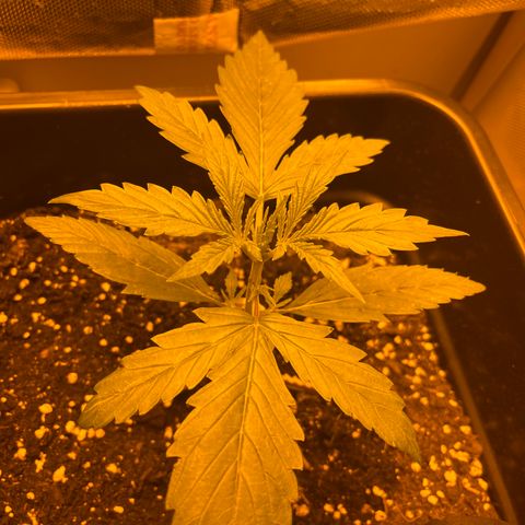 Cheese xxl dx growlog timeline photo