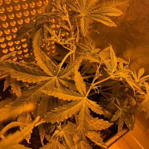 Cheese XXL SX growlog timeline photo