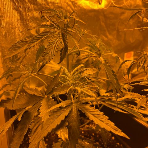Cheese XXL SX growlog timeline photo