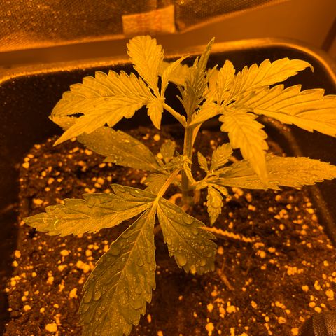 Cheese xxl dx growlog timeline photo