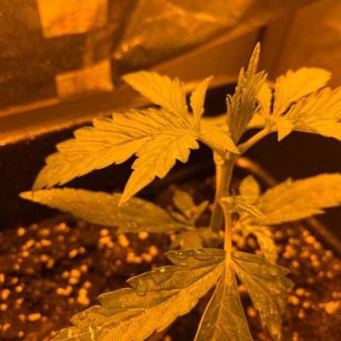 Cheese xxl dx growlog timeline photo
