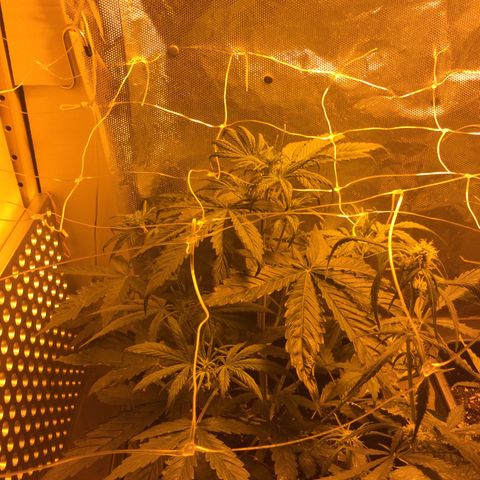 Cheese XXL SX growlog timeline photo