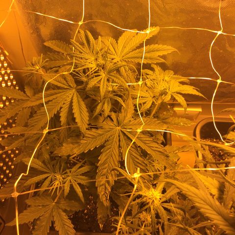 Cheese XXL SX growlog timeline photo