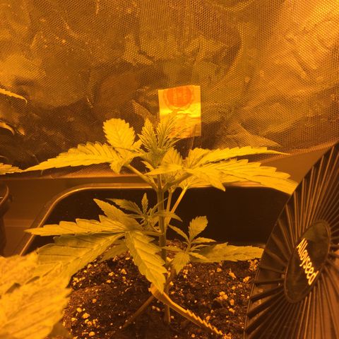 Cheese xxl dx growlog timeline photo