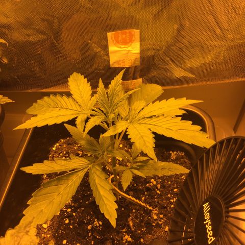 Cheese xxl dx growlog timeline photo