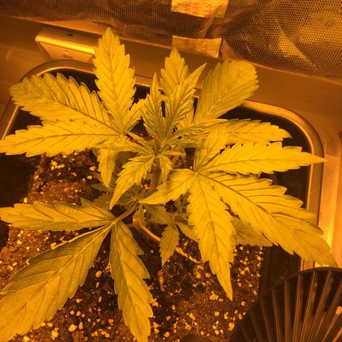 Cheese xxl dx growlog timeline photo