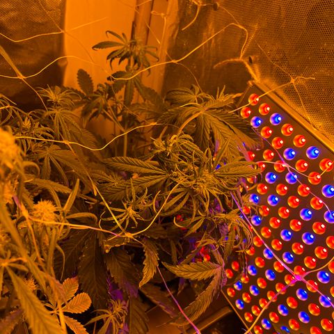 Cheese XXL SX growlog timeline photo