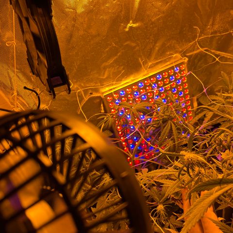 Cheese XXL SX growlog timeline photo