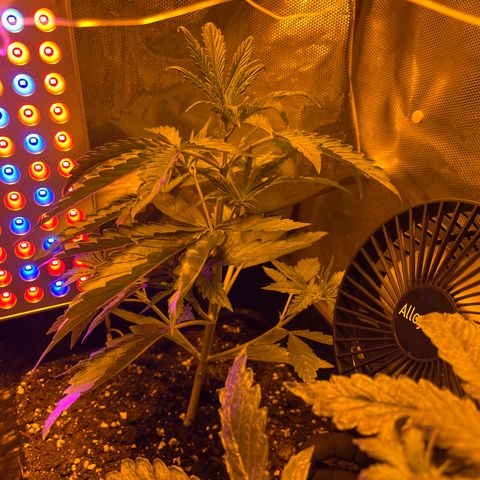 Cheese xxl dx growlog timeline photo