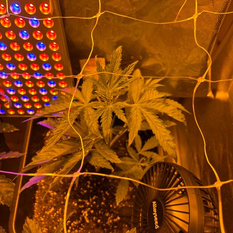 Cheese xxl dx growlog timeline photo