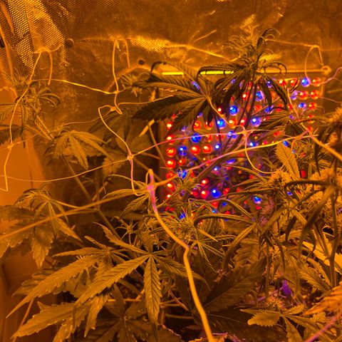 Cheese XXL SX growlog timeline photo