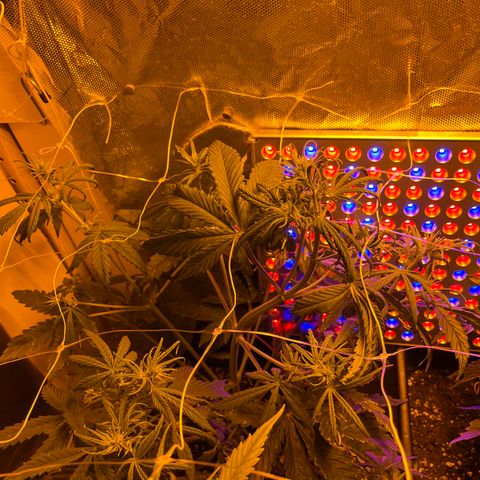 Cheese XXL SX growlog timeline photo