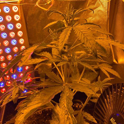 Cheese xxl dx growlog timeline photo
