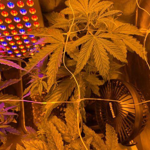 Cheese xxl dx growlog timeline photo