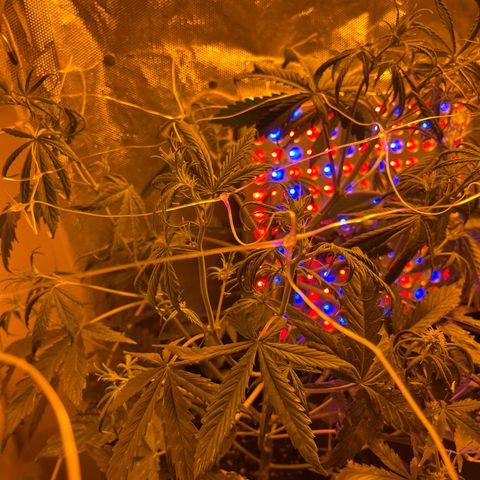 Cheese XXL SX growlog timeline photo