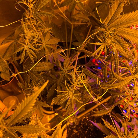 Cheese XXL SX growlog timeline photo