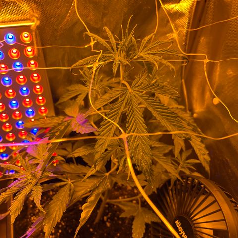Cheese xxl dx growlog timeline photo