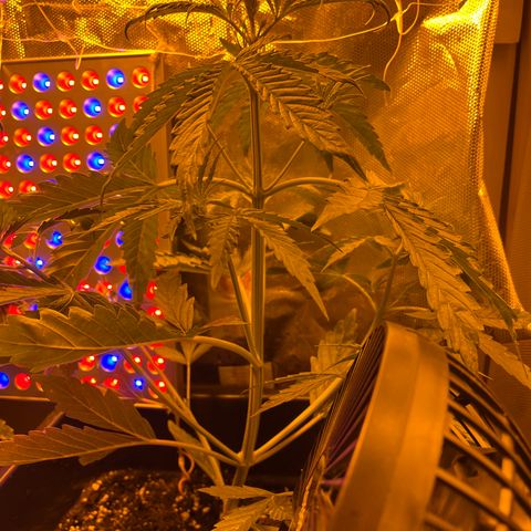 Cheese xxl dx growlog timeline photo