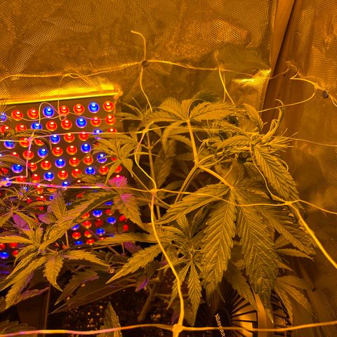 Cheese xxl dx growlog timeline photo
