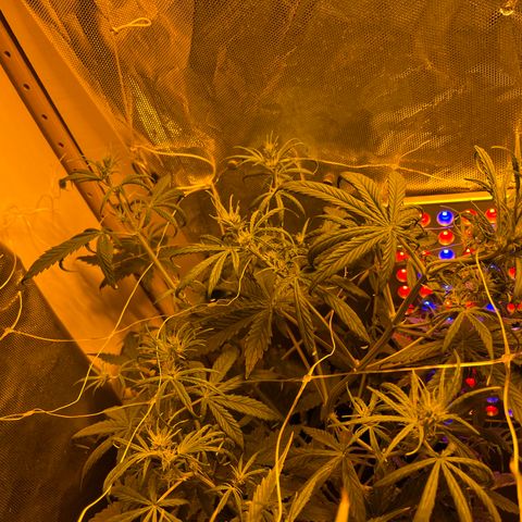 Cheese XXL SX growlog timeline photo
