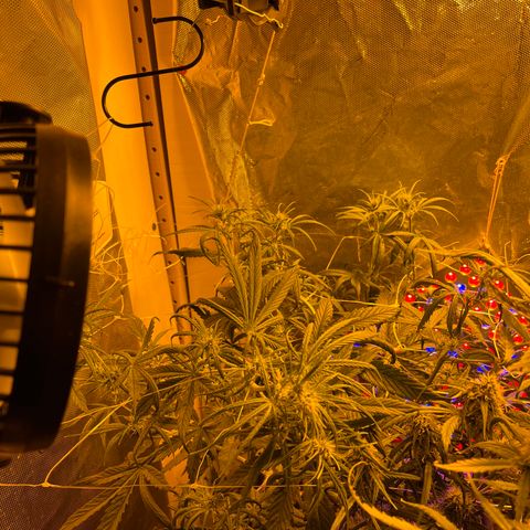 Cheese XXL SX growlog timeline photo