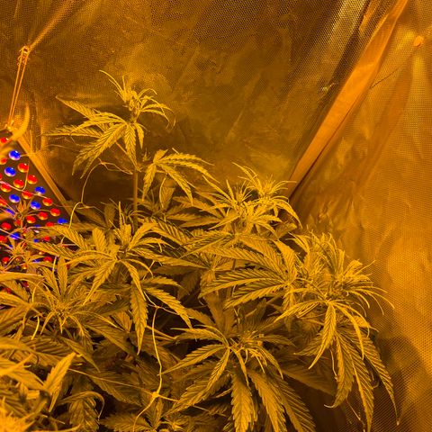 Cheese xxl dx growlog timeline photo