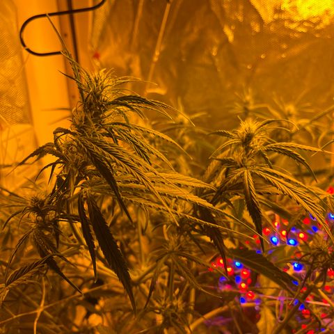 Cheese XXL SX growlog timeline photo