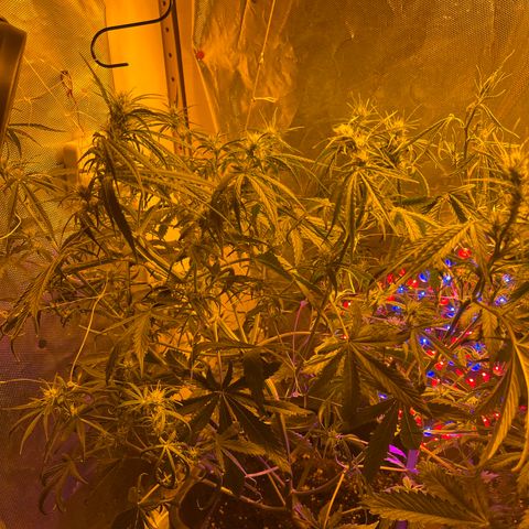 Cheese XXL SX growlog timeline photo
