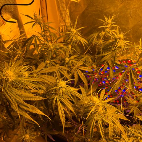 Cheese XXL SX growlog timeline photo