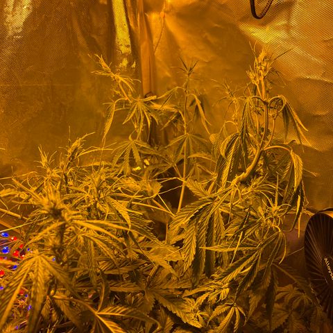 Cheese xxl dx growlog timeline photo