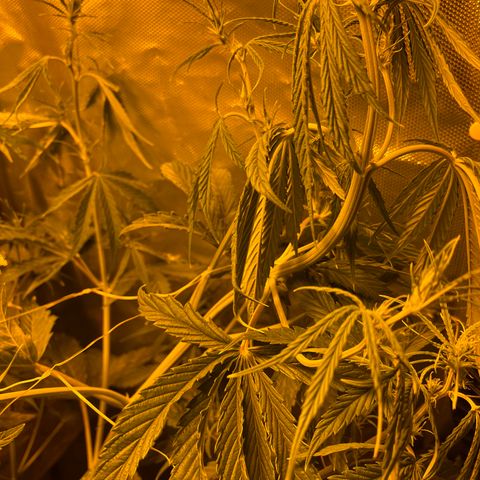 Cheese xxl dx growlog timeline photo