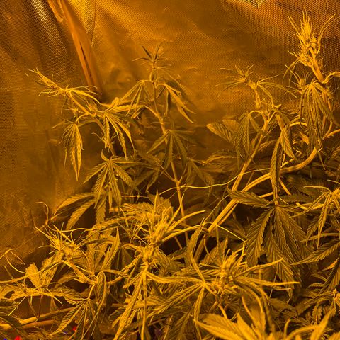 Cheese xxl dx growlog timeline photo