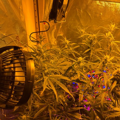 Cheese XXL SX growlog timeline photo