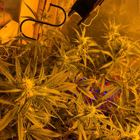 Cheese XXL SX growlog timeline photo