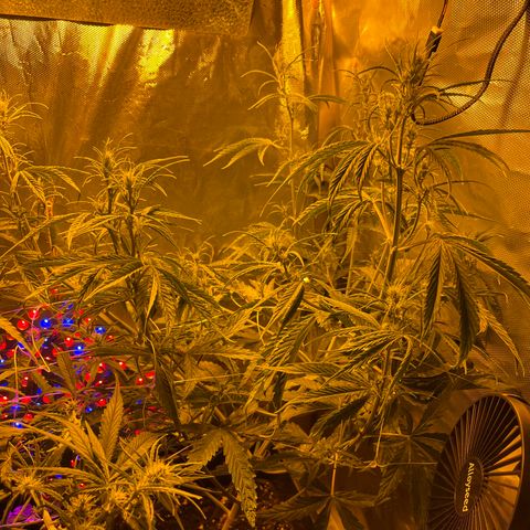 Cheese xxl dx growlog timeline photo